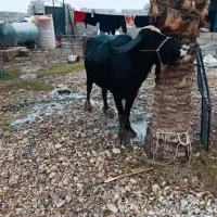 شوشتر شعیبیه|حیوانات مزرعه|شوشتر, |دیوار