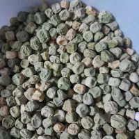 بذر نخود فرنگی