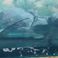 آکواریم و وسایل همراه با ماهی