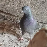 کبوتر اوچان ساعتی|پرنده|مشگین شهر, |دیوار