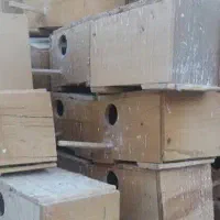 لانه چوبی مرغ عشق