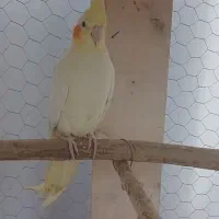 معاوضه با ملنگو|پرنده|کرمان, |دیوار