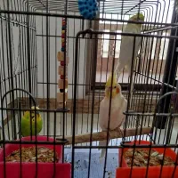 2عدد عروس‌هلندی لوتینو،یک عدد مرغ عشقbudgerigar