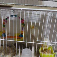 عروسهای سالم و زیبا و کوتولههای سخنگو|پرنده|مشهد, شهید هاشمی نژاد|دیوار