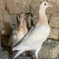 جوجه سار قزوینی