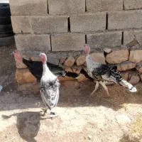 بوقلمون وخروس و اردک خارجی|حیوانات مزرعه|کوهدشت, |دیوار