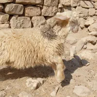 بره و میش|حیوانات مزرعه|اندیکا, |دیوار