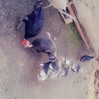 فروش هشتر خان|حیوانات مزرعه|تالش, جوکندان|دیوار