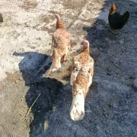 مرغ و بوقلمون|حیوانات مزرعه|سقز, |دیوار