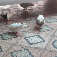 چند جفت کبوتر