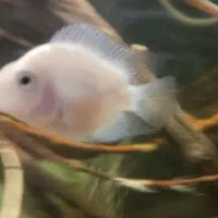 فروش و معاوضه تعدادی ماهی