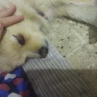 سگ پامر روباهی