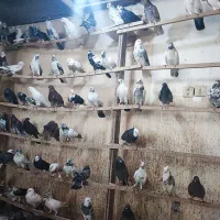کفتر،کبوتر