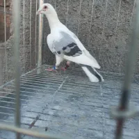 کت سبز اهوازی