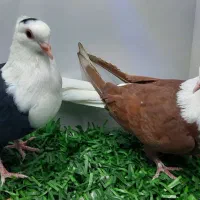 سرسفید دمسفید