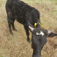 ورزا کوله|حیوانات مزرعه|سنگر, |دیوار