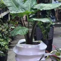 گلدان فایبرگلاس مدرن مدل موج