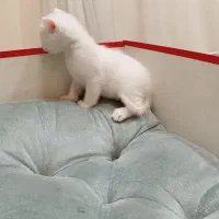 گربه نژاد بریتیش|گربه|تهران, جنتآباد شمالی|دیوار