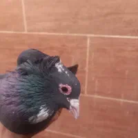 کبوتر سیاه پلنگ کلایی|پرنده|کرمان, |دیوار