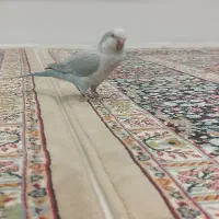 طوطی راهب و گرینچیک|پرنده|رباطکریم, رباطکریم|دیوار