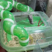 همستر مینیاتوری با پدر و مادر|موش و خرگوش|تهران, شادآباد|دیوار