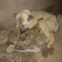 معاوضه توله سرابی نر و ماده