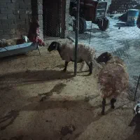 میش یا گوسفند چاق کشتاری|حیوانات مزرعه|فیروزآباد (لرستان), |دیوار