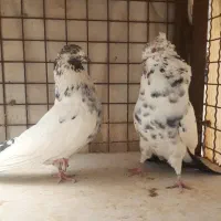 چندجفت کبوترخوب برای جفت کردن هم خال وهم پرش|پرنده|تهران, خلازیر|دیوار