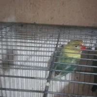 فروش‌ پرنده‌