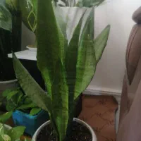 گل های طبیعی|گل و گیاه طبیعی|بندر کنگان, |دیوار