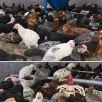 مرغ نیمچه عمده با شرایط اقساطی