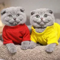 بچه گربه گلد و لیلاک|گربه|تهران, تهرانپارس غربی|دیوار