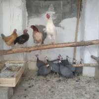 مرغ خروس محلی و مرغ شاخدار/هندی/|حیوانات مزرعه|لامرد, |دیوار