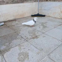 پرنده
