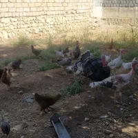 بوقلمون محلی اصل و مرغ و باروک|حیوانات مزرعه|یاسوج, |دیوار