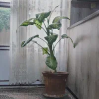 گل دیفن باخیا