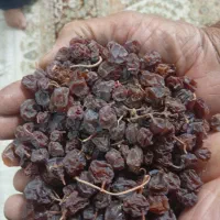 مویز بش بنو،درجه یک|خوردنی و آشامیدنی|شیراز, حجت آباد|دیوار