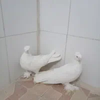 کبوتر سالم|پرنده|خمینیشهر, |دیوار