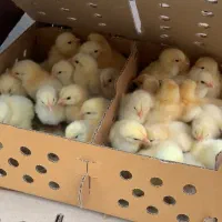 جوجه گوشتی ، ارسال سراسر کشور