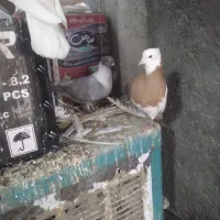 طوق سبز نر گرفتنی ویک جفت قناری