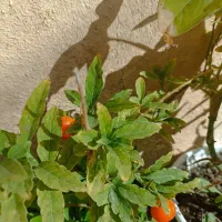 گلهای اپارتمانی