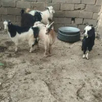 بزغاله نر چاق همه باهم ۵۵ میلیون