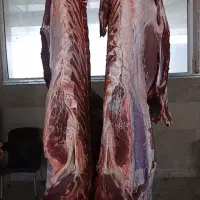 پخش گوشت گوساله فقط عمده۶۳۰