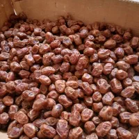 خرما کبکاب و خرمای زاهدی|خوردنی و آشامیدنی|شیراز, قصرالدشت|دیوار