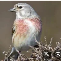 سهره کرمانی|پرنده|تبریز, |دیوار