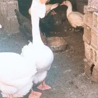 فروش غاز نرمیکس خالماگور لیندا|حیوانات مزرعه|سورک, |دیوار