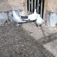 کبوتر دم سیاه