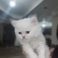 توله اصیل|گربه|تهران, پارک شهر|دیوار