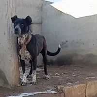 سگ سرابی|سگ|بستان آباد, |دیوار