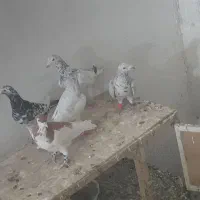 ۹تا کبوتر بمب سارسرور